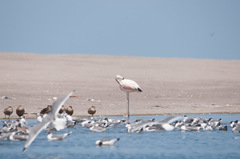 Phoenicopterus chilensis