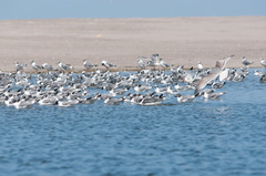 Leucophaeus pipixcan