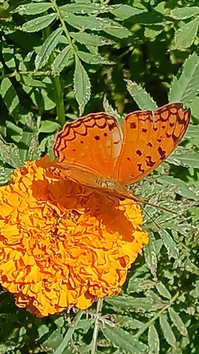 Common Leopard