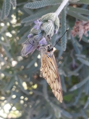 Tatochila
