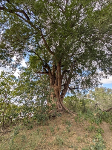 Xanthocercis zambesiaca, 2026-06-19