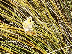 Argyrophenga antipodum