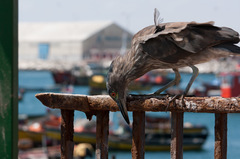 Nycticorax nycticorax