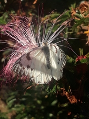 Tatochila
