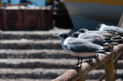 Leucophaeus pipixcan