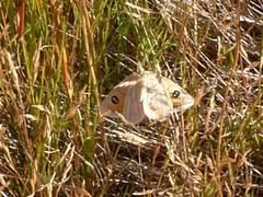 Argyrophenga antipodum