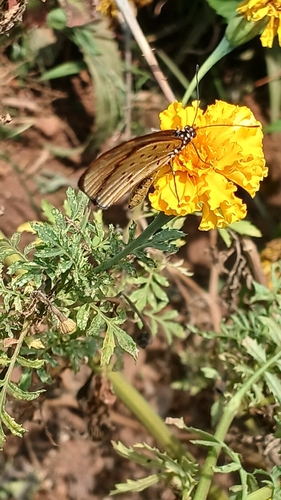 Whitebar Acraea
