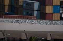 Leucophaeus pipixcan