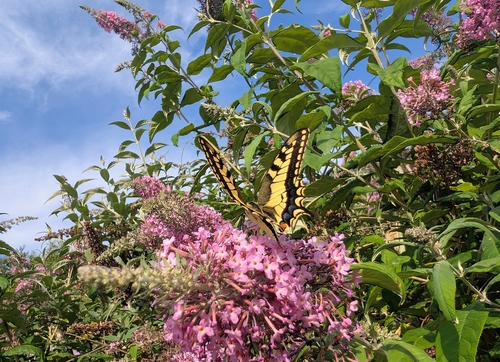 Old World Swallowtail