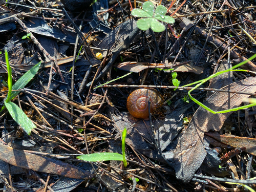 North Tasmanian Black Snail