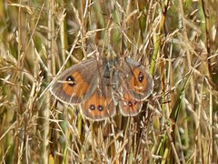 Argyrophenga antipodum