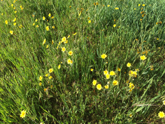 Monolopia lanceolata