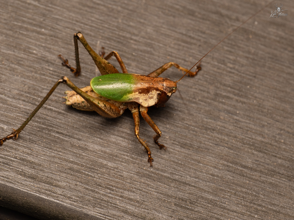 Subtropical Shield-backed Katydids