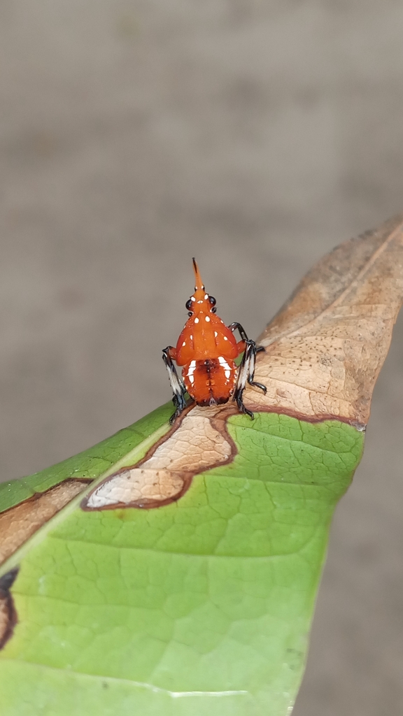 Kalidasa albiflos