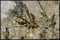 Polistes apachus