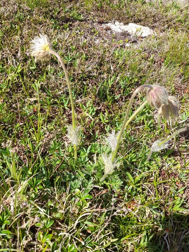 Pulsatilla vernalis, photograph 5