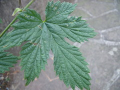 Humulus