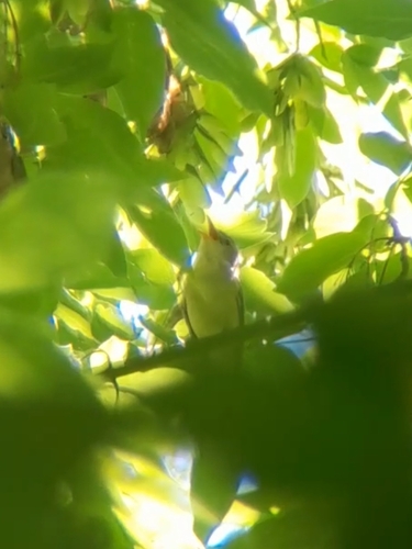 Icterine Warbler