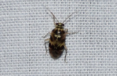 Tropidosteptes quercicola