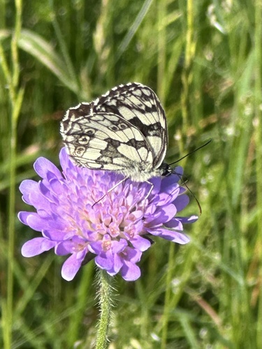 Marbled White