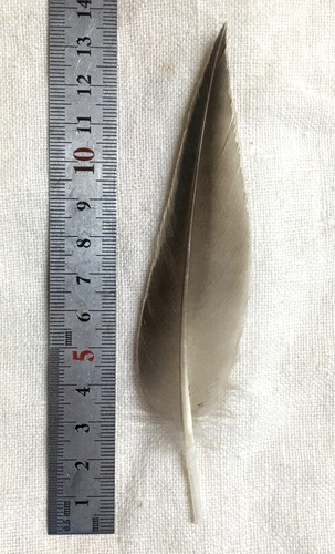 Plume de Harelde boréale