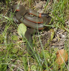 Diadophis punctatus vandenburgii