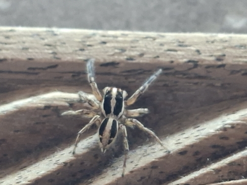 Pantropical Jumping Spider