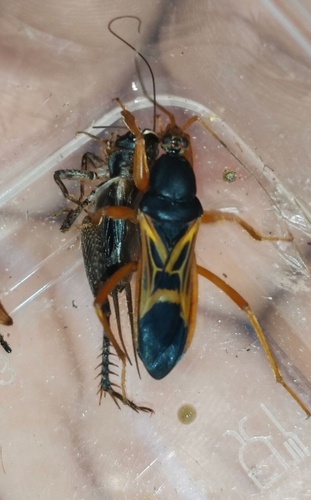 Ectomocoris elegans