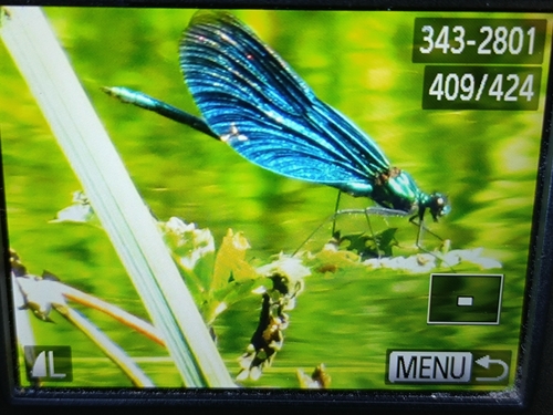 Beautiful Demoiselle