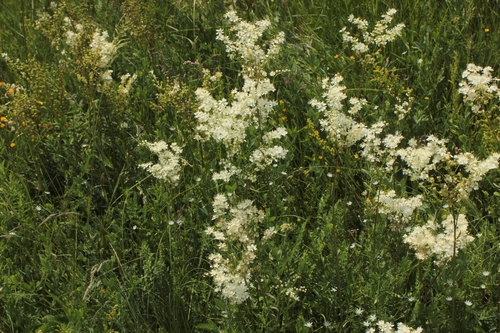 Dropwort