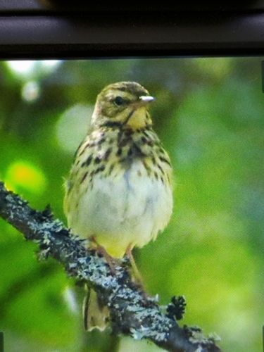 Tree Pipit