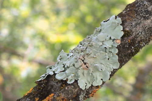 common greenshield lichen