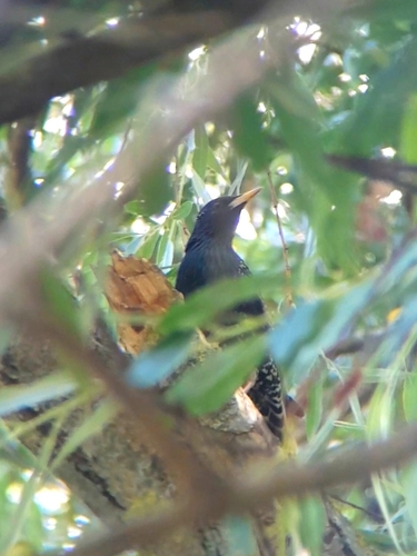 European Starling