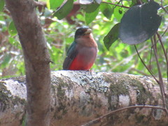 Apaloderma narina narina
