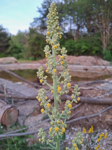 White Mullein