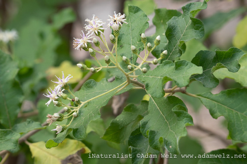 Vernonia colorata, 2026-06-19