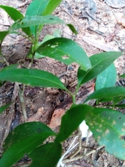 Hyperacanthus perrieri