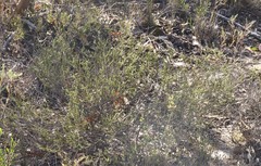 Microcorys glabra