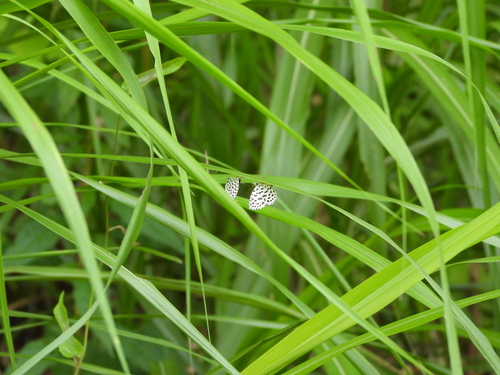 Forest Pierrot