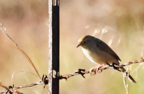 iNaturalist image