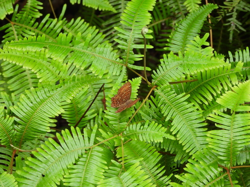 Punchinello