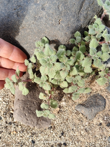 Forsskaolea tenacissima