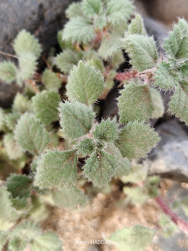 Forsskaolea tenacissima, photograph 2