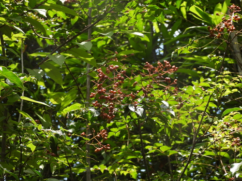 Common Euscaphis