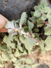 Forsskaolea tenacissima, photograph (c) Karim Haddad, some rights reserved (CC BY)