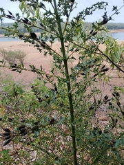 Mirbelia dilatata, photograph (c) hjcjim, some rights reserved (CC BY)