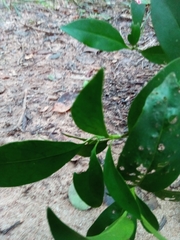 Hyperacanthus perrieri