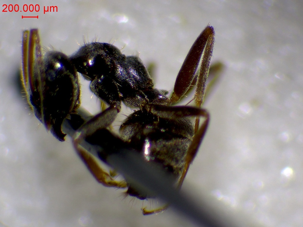Lasius casevitzi
