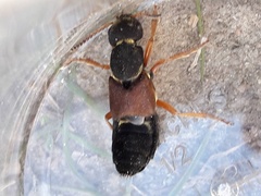 Staphylinus dimidiaticornis