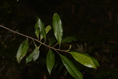 Elaeocarpus reticulatus
